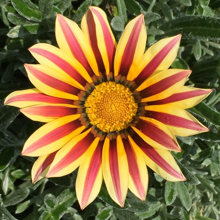 Plant image Gazania 'Frosty Kiss'