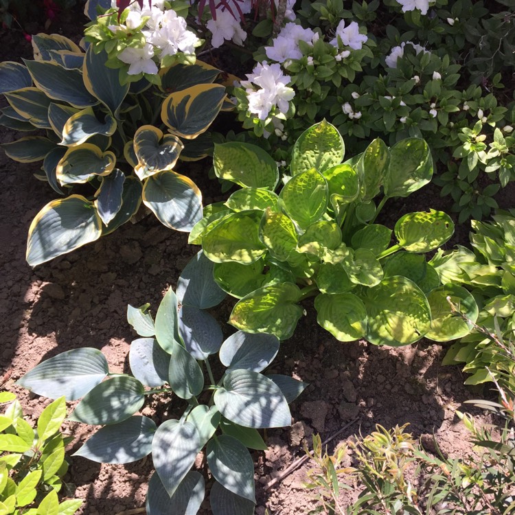 Plant image Hosta 'Rainforest Sunrise'