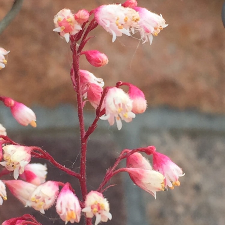 Plant image Heuchera 'Peach Flambe'