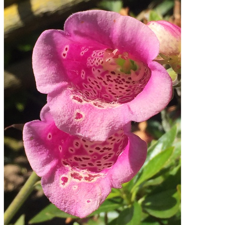 Plant image Digitalis purpurea 'Excelsior Hybrid Mixed'