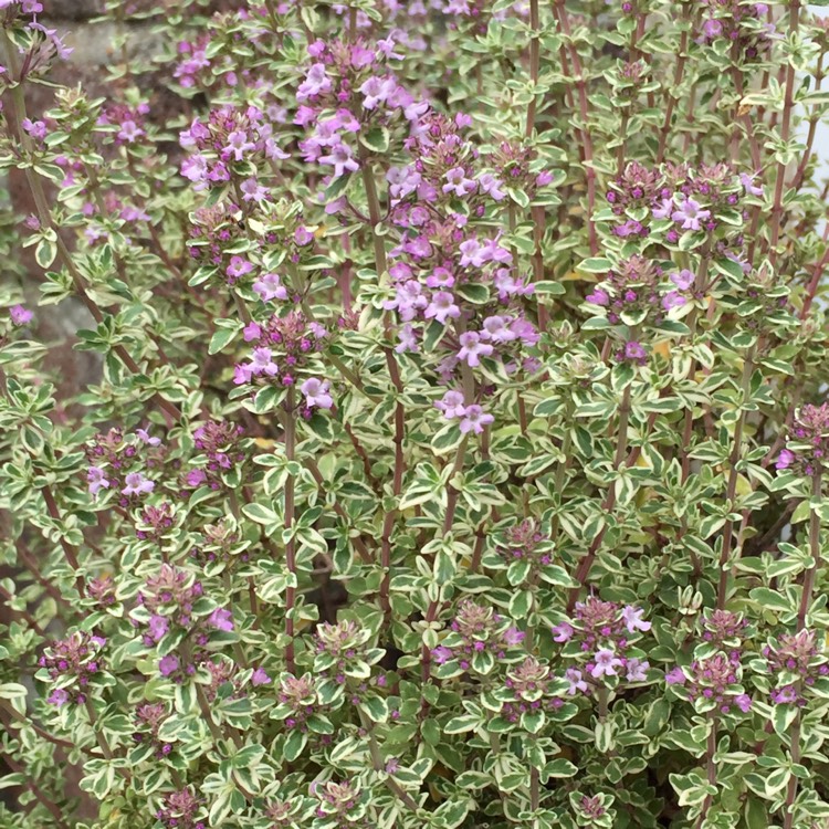 Plant image Thymus Praecox