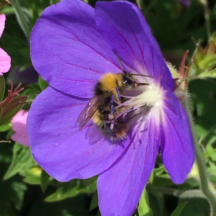 Plant image Geranium himalayense  syn. Geranium grandiflorum