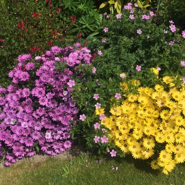 Osteospermum