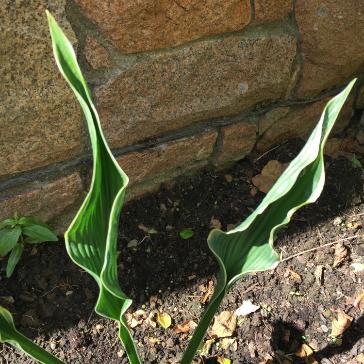 Plant image Hosta 'Praying Hands'