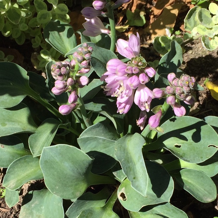 Plant image Hosta 'Blue Mouse Ears'