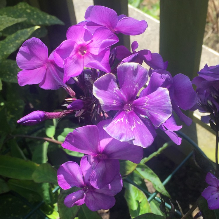 Plant image Phlox paniculata 'Blue Paradise'