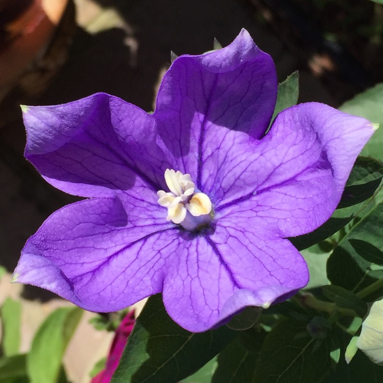 Plant image Platycodon grandiflorus 'Astra Blue' (Astra Series) syn. Campanula grandiflora 'Astra Blue'