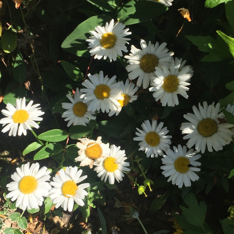 Plant image Leucanthemum 'Daisy Chains'