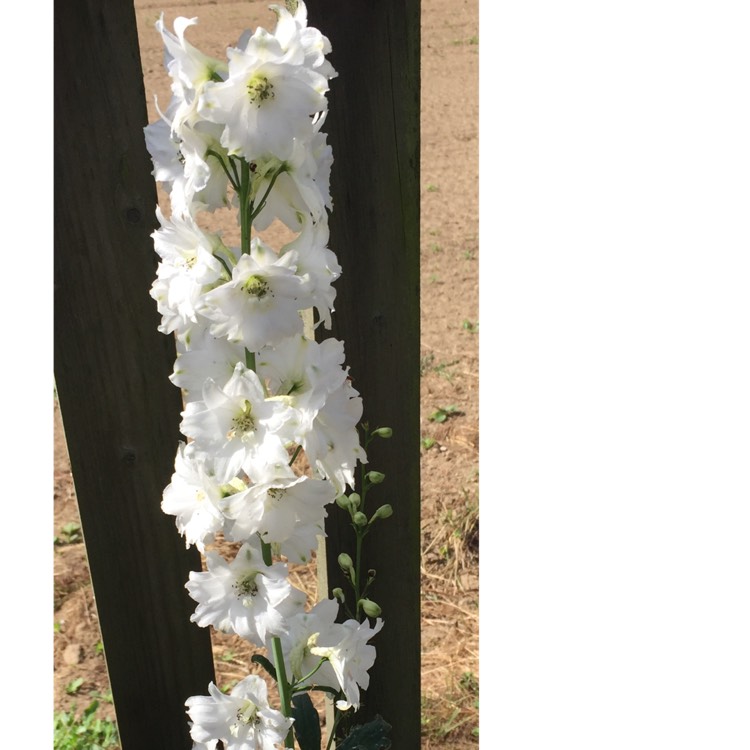 Plant image Delphinium 'Galahad'