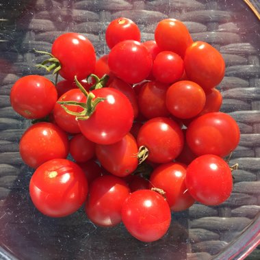 Solanum lycopersicum 'Tumbling Tom'