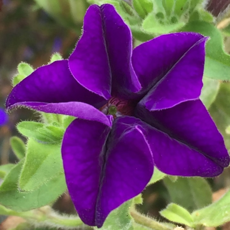 Plant image Petunia x hybrida 'F1 Ultra 'Blue'