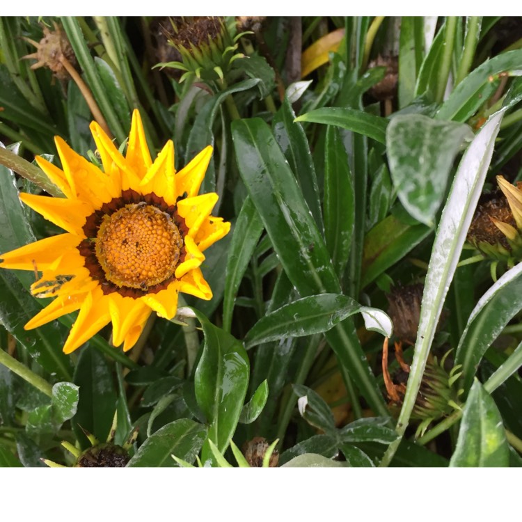 Plant image Gazania splendens 'Kiss Yellow'