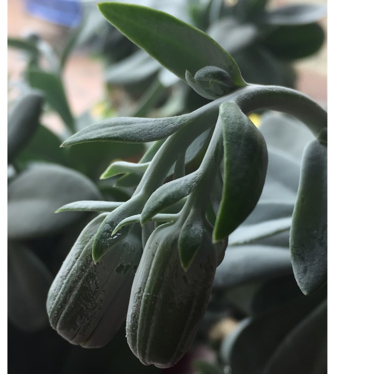 plant image 1194456