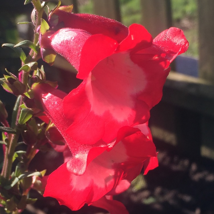 Plant image Penstemon 'Phoenix Red'