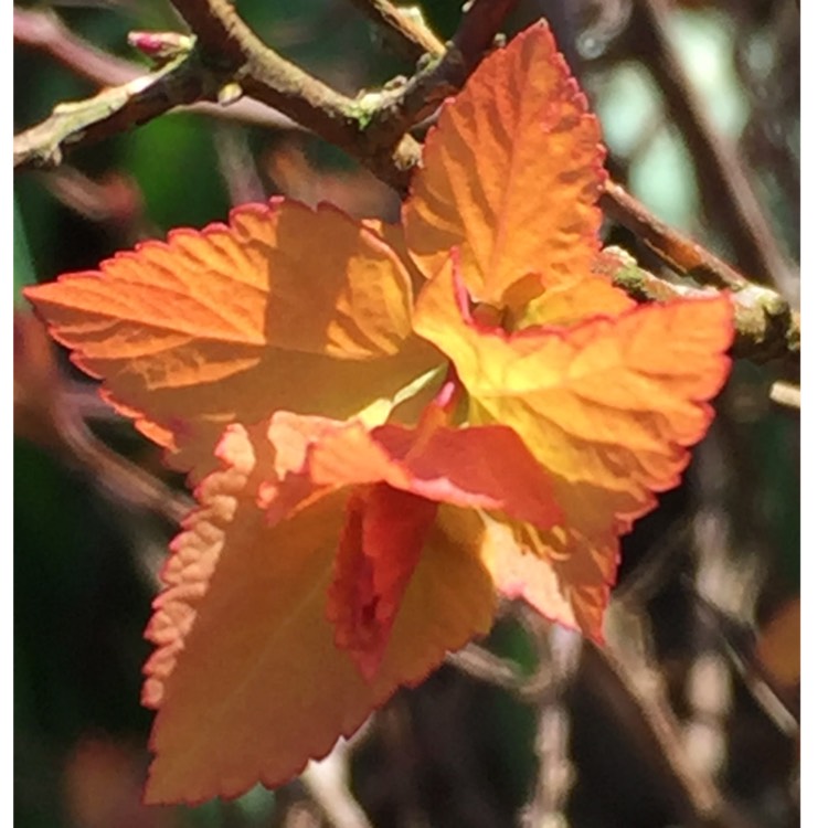 Plant image Spiraea japonica 'Firelight'