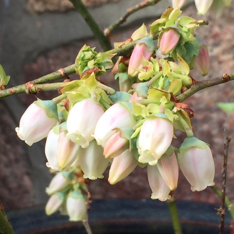 Plant image Vaccinium corymbosum 'Goldtraube'