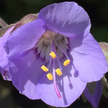 Polemonium 'Bressingham Purple'