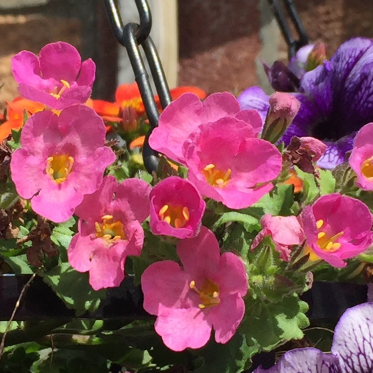 Plant image Bacopa Cabana 'Pink'