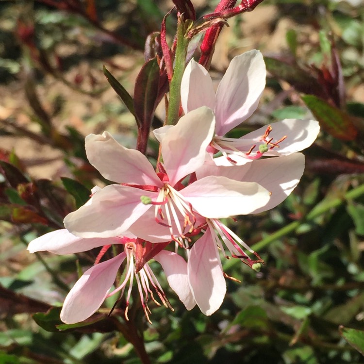 Plant image Oenothera lindheimeri 'Florgaucompi' syn. Oenothera lindheimeri 'Gaudi Pink', Gaura lindheimeri 'Gaudi Pink'