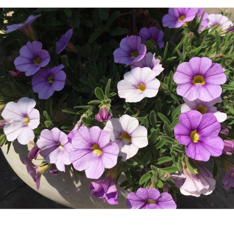 Plant image Calibrachoa 'Double Blue'