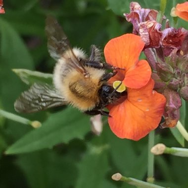 Erysimum 'Apricot Twist' syn. Erysimum 'Apricot Delight'