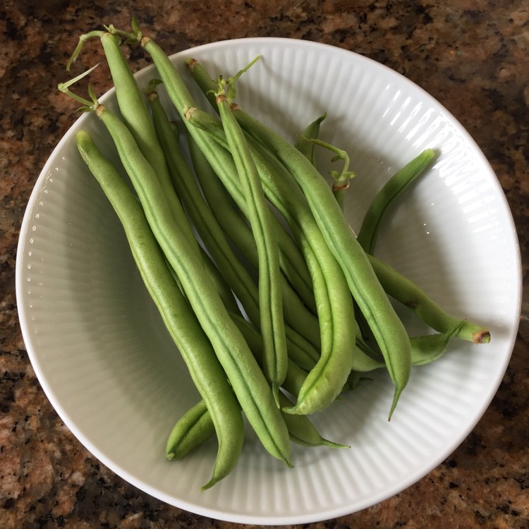 Plant image Phaseolus Vulgaris 'Isabel'