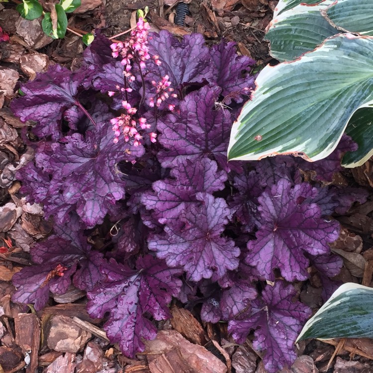 Plant image Heuchera 'Forever Purple'