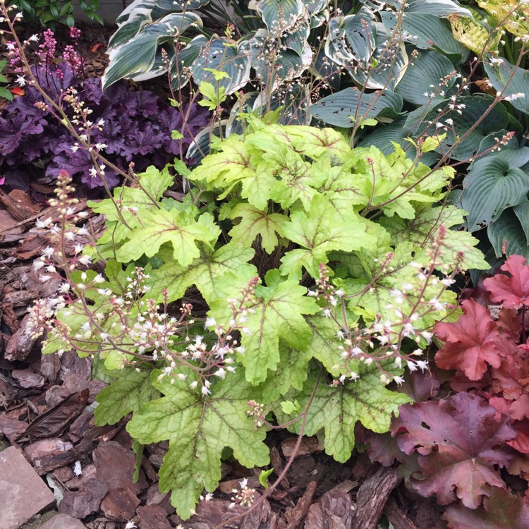 Plant image x Heucherella 'Alabama Sunrise'