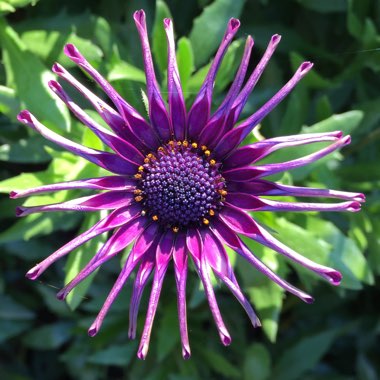 Osteospermum 'Whirligig'