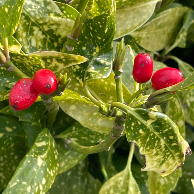 Plant image Acuba japonica Crotinfolia