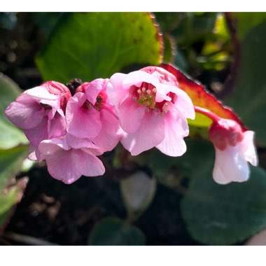 Bergenia 'Harzkristall'