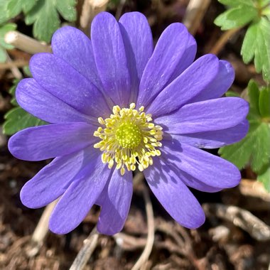 Anemone blanda 'Blue Shades'