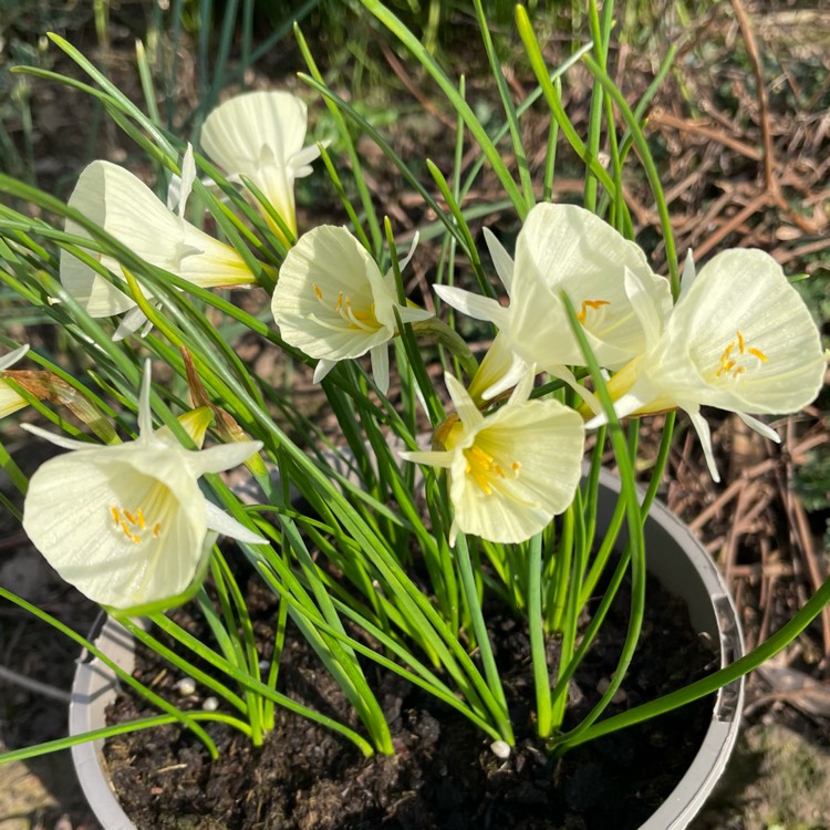 Plant image Narcissus 'Arctic Bells'