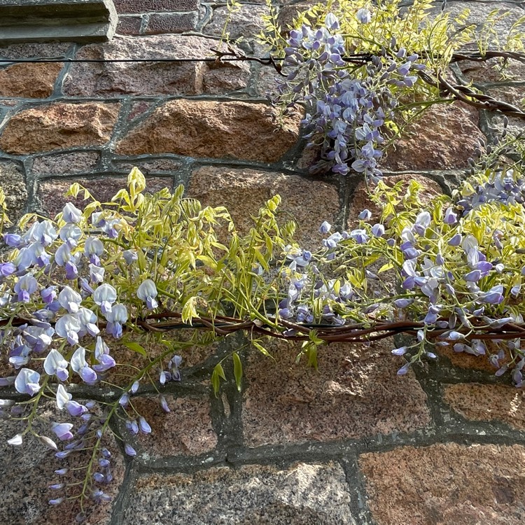 plant image 1473613