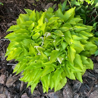 Hosta 'Hydon Sunset'