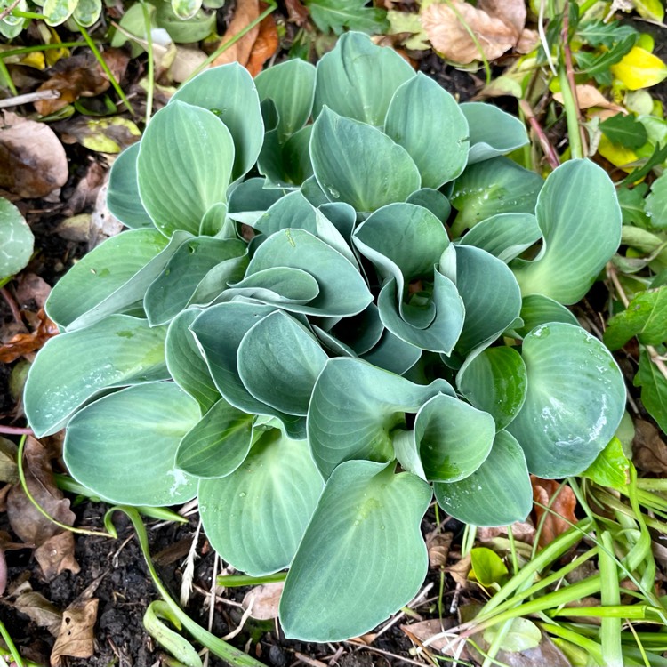 plant image 1480450