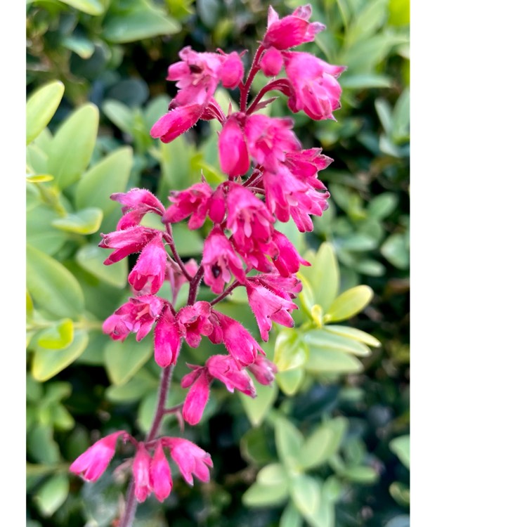 Plant image Heuchera 'Ginger ale'