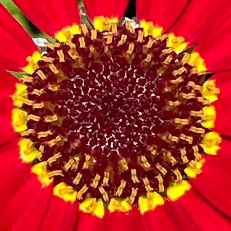 Plant image Argyranthemum frutescens 'Madeira Red'