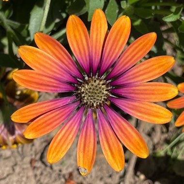 Osteospermum 'Kleoe19396' syn. Osteospermum 'Purple Sun'