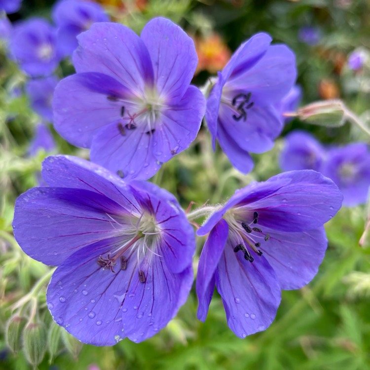 plant image 1501451