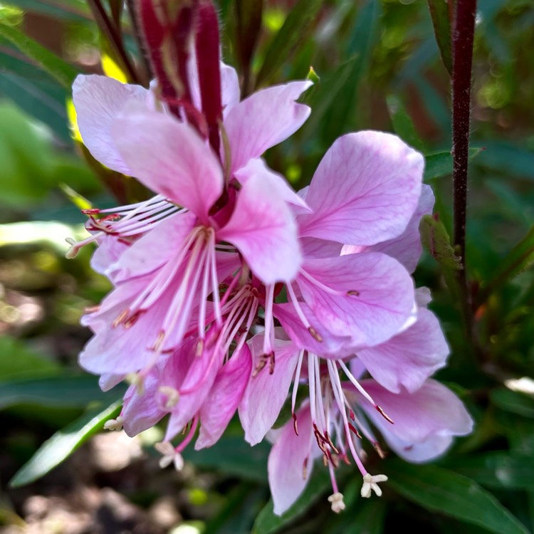 Oenothera lindheimeri 'Florgaucompi' syn. Oenothera lindheimeri 'Gaudi ...