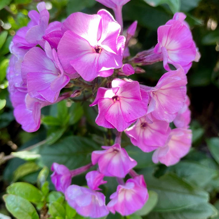 Phlox paniculata 'Famous Light Pink', Phlox 'Famous Light Pink ...