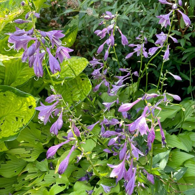 plant image 1511739