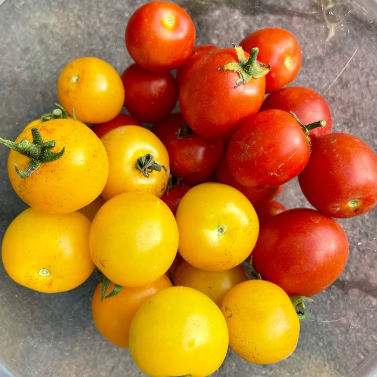 Plant image Solanum Lycopersicum var. cerasiforme 'Tumbling Tom Yellow'