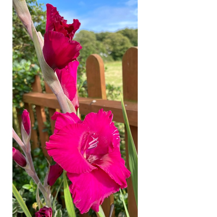 Plant image Gladiolus 'Black Star'