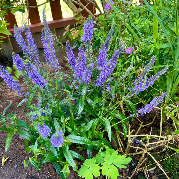 Plant image Veronica 'Novaversky' (Moody Blues Series) syn. Veronica 'Sky Blue Moody Blues', Veronica 'Moody Blues Sky Blue'