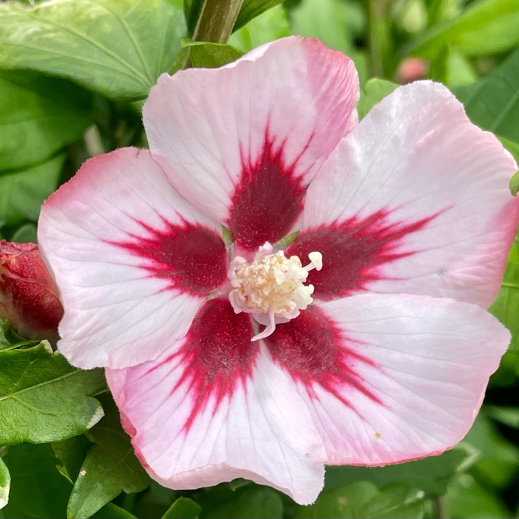 Plant image Hibiscus syriacus 'Hamabo'