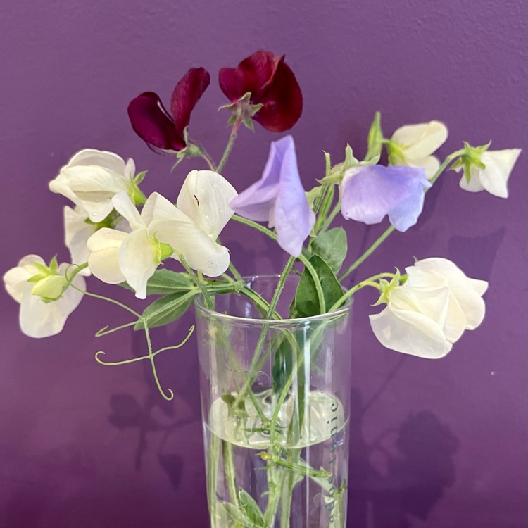 Plant image Lathyrus odoratus 'Incense Mixed'