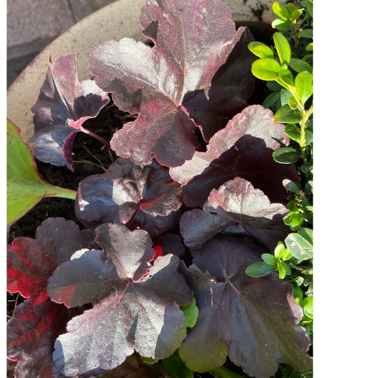 Plant image Heuchera 'Obsidian Coral bells'