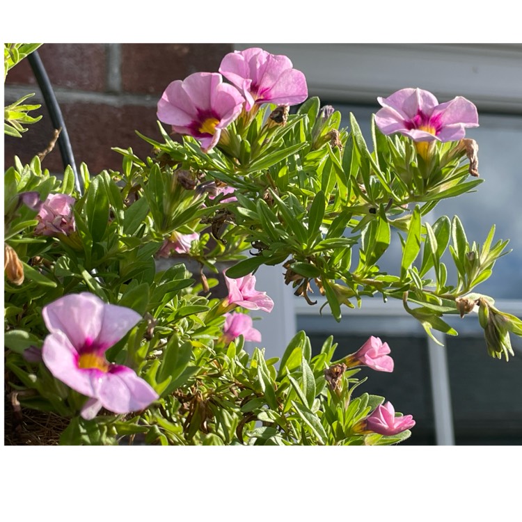 Plant image Calibrachoa 'Double Blue'